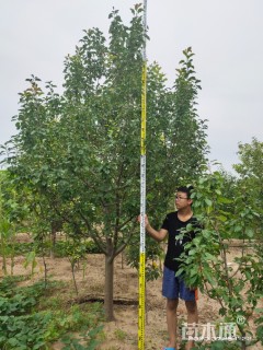10公分八棱海棠
