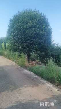 22公分红叶石楠