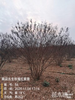 高度350厘米丛生紫薇