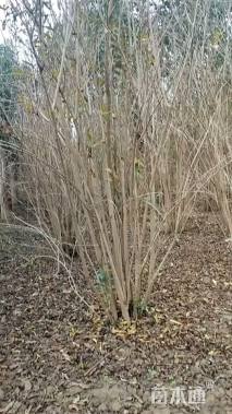 高度200厘米丛生石榴