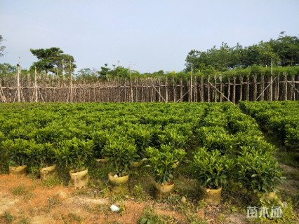 非洲茉莉