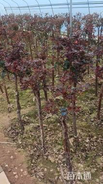 高度50厘米月季