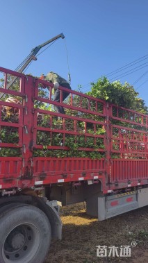 高度200厘米红叶石楠篱笆