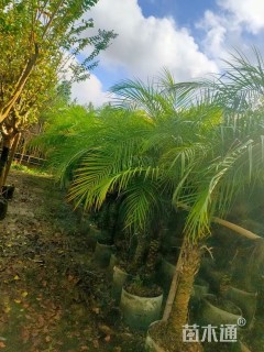 裸干高150厘米美丽针葵