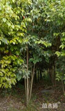 高度400厘米丛生大叶女贞