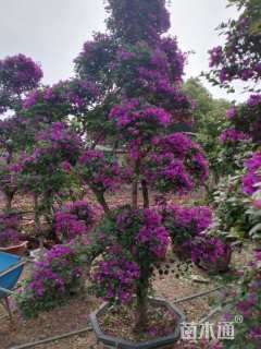 15公分造型三角梅