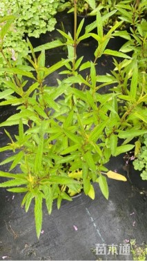 高度40厘米天蓝鼠尾草