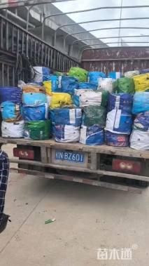 高度15厘米风雨兰种球