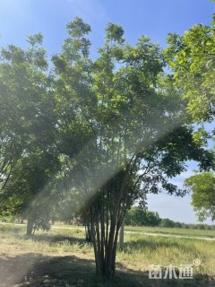 高度900厘米(5杆)丛生国槐