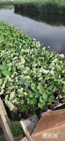 高度38厘米荷花