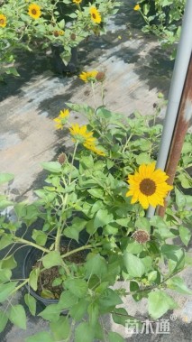 高度40厘米向日葵