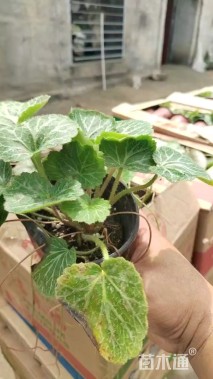 高度10厘米虎耳草