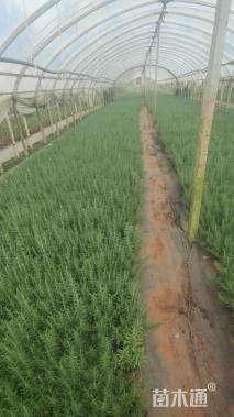 高度25厘米迷迭香