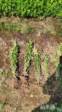 高度30厘米瓜子黄杨