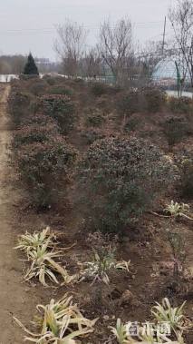 冠幅80厘米火棘球