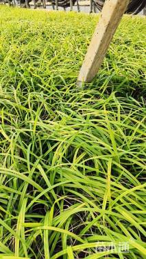 高度20厘米大花萱草