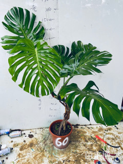 老庄龟背竹