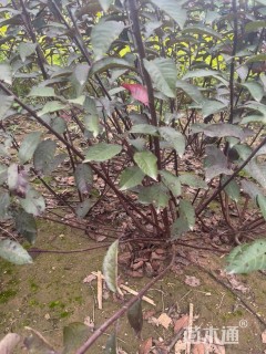 150公分紫叶矮樱