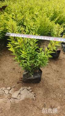 高度20厘米满天星