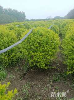 冠幅100厘米金叶女贞球