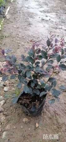 高度45厘米红花继木