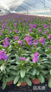 高度10厘米银叶菊