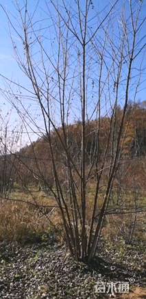 高度3厘米丛生茶条槭