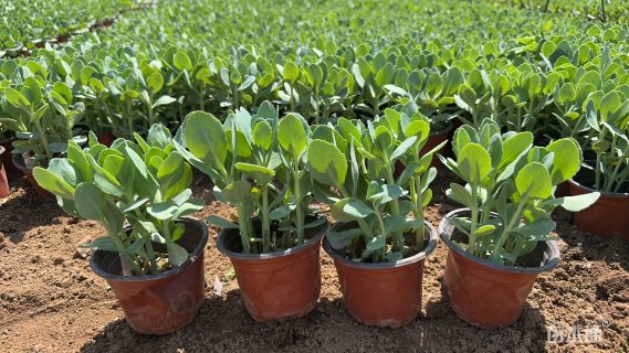 高度25厘米八宝景天