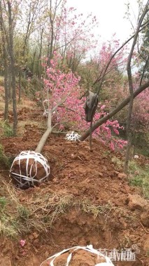 18公分云南樱花