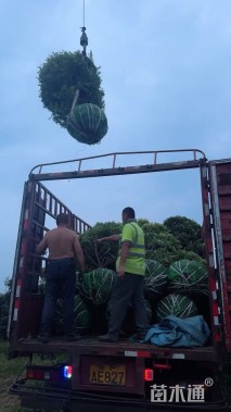 冠幅80厘米小叶黄杨球