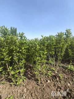 高度65厘米红王子锦带