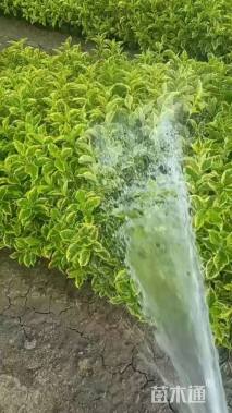 高度50厘米花叶锦带