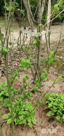 高度300厘米丛生紫荆