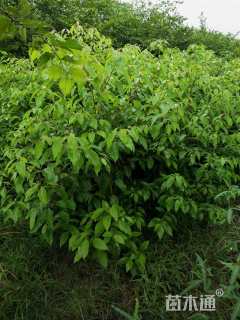 高度100厘米香樟小苗