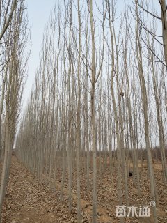 10公分窄冠毛白杨