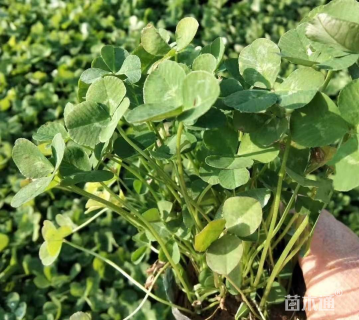 高度30厘米白三叶