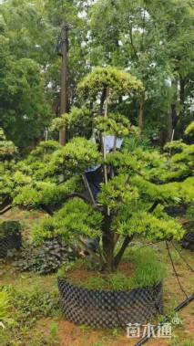 移栽苗造型罗汉松