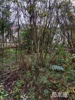 高度90厘米映山红