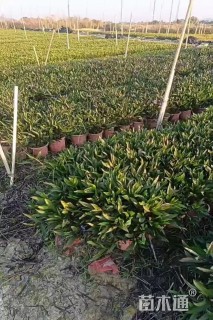 高度40厘米翠芦莉