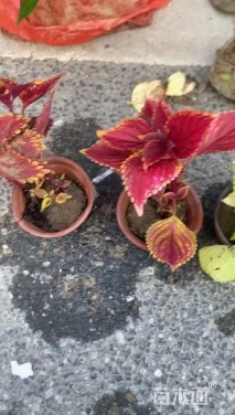 高度15厘米彩叶草