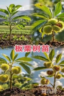 高度100厘米板栗小苗