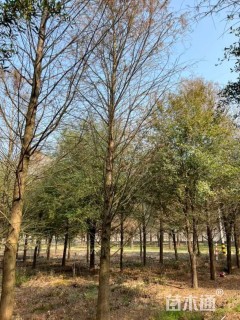 12公分墨西哥落羽杉