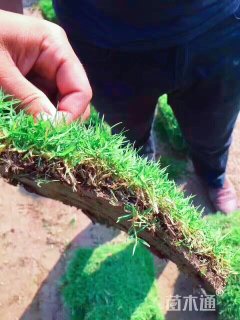 草块状/草卷状百慕大草