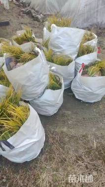 高度25厘米金叶菖蒲