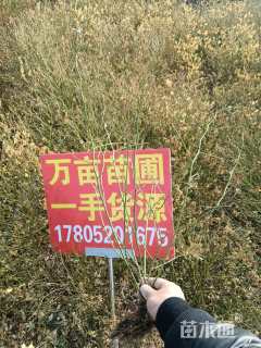 高度80厘米棣棠