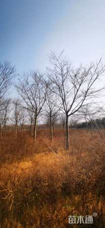 14公分高杆染井吉野樱