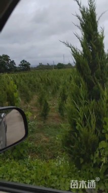 高度200厘米龙柏