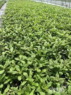 高度30厘米千日红