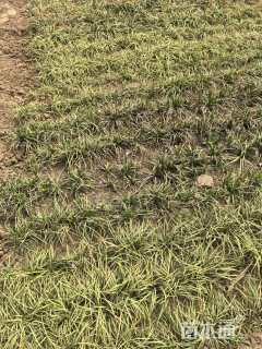 高度25厘米丹麦草