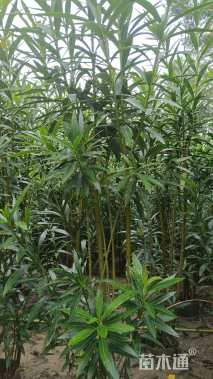 高度180厘米红花夹竹桃